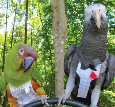 Avian Fashions Flight Suit - Tux with Tails