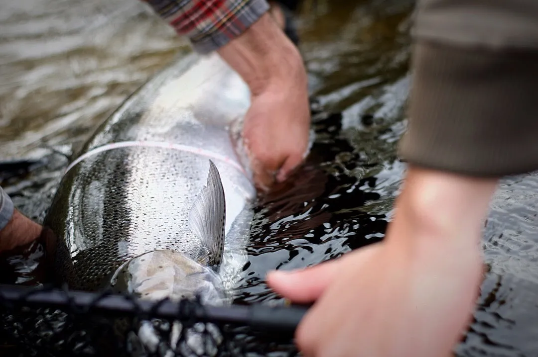 Salmon Steelhead Olive / White